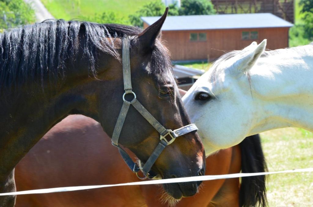 Hotel Horse Riding - Jezdecky Areal Tršice Eksteriør bilde